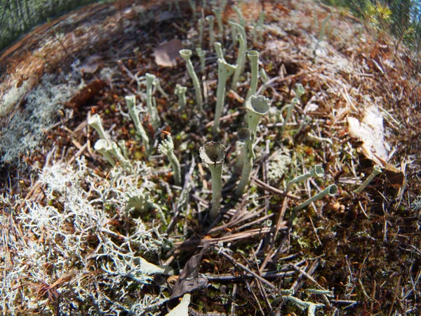 Lichen — Stock Photo, Image