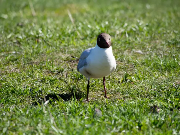 Seagull on the grass — Stock Photo, Image