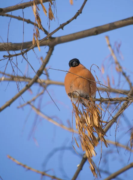 Bullfinch on branch — Stock Photo, Image