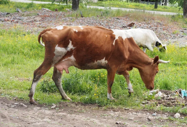 Vaca en el pueblo — Foto de Stock