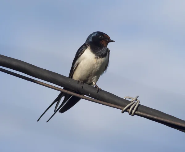 Svälja på en tråd — Stockfoto