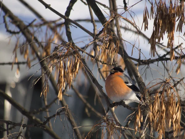 Bullfinch en rama — Foto de Stock