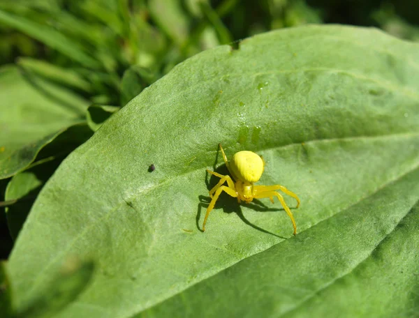 Yellow spider on a plant — Stock Photo, Image