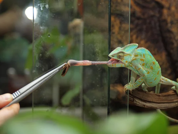 Green chameleon — Stock Photo, Image