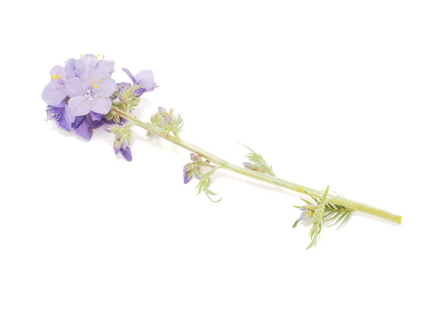 Flor azul sobre um fundo branco — Fotografia de Stock