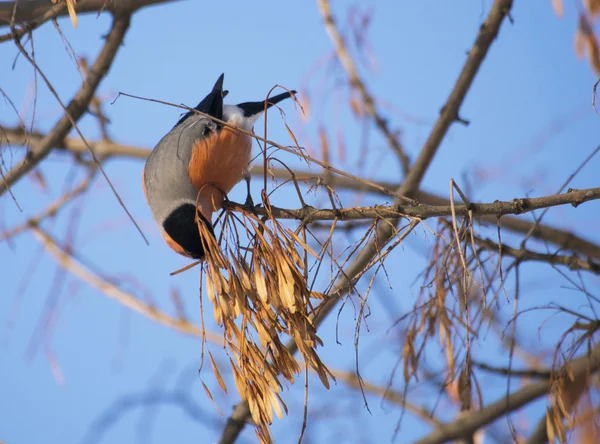 Bullfinch na větvi — Stock fotografie