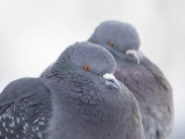 Pigeons en hiver sur le lac — Photo