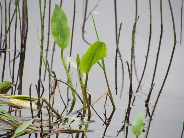 在水中的植物 — 图库照片