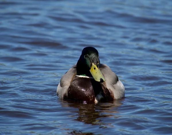 Ánade real en el lago — Foto de Stock