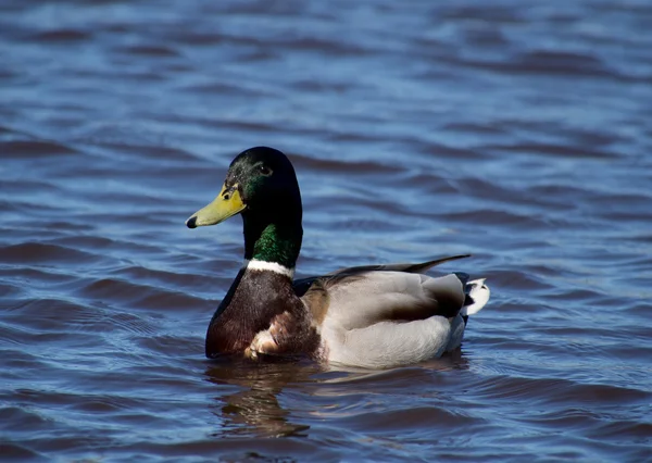 Canard colvert sur le lac — Photo