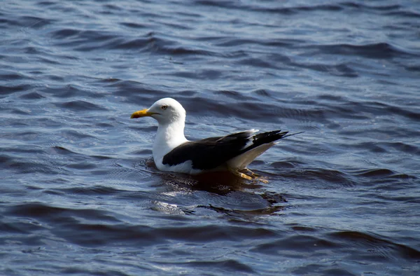 Meeuw in het water — Stockfoto