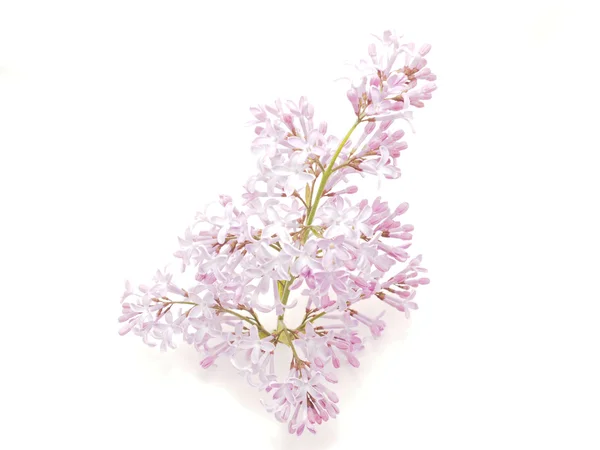 Beyaz zemin üzerine Eflatun çiçek — Stok fotoğraf