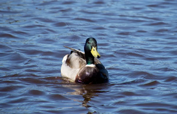 Mallard duck on the lake — Stock Photo, Image