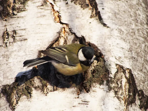 Titmouse on a birch — Stock Photo, Image