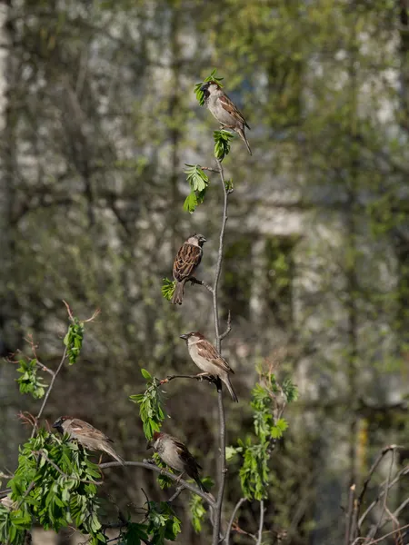 Sparrows on a branch — Stock Photo, Image