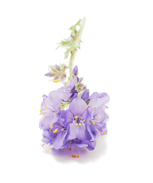 Beyaz arkaplanda mavi çiçek — Stok fotoğraf