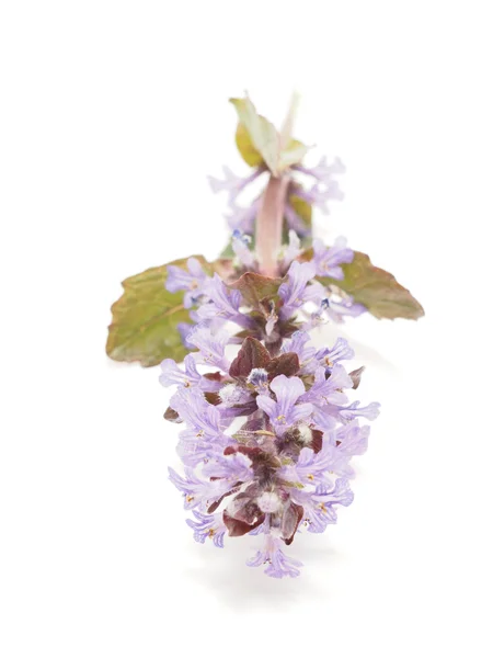 Цветок Аджуги на белом фоне — стоковое фото