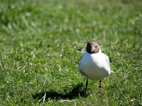 Чайка на траві — стокове фото