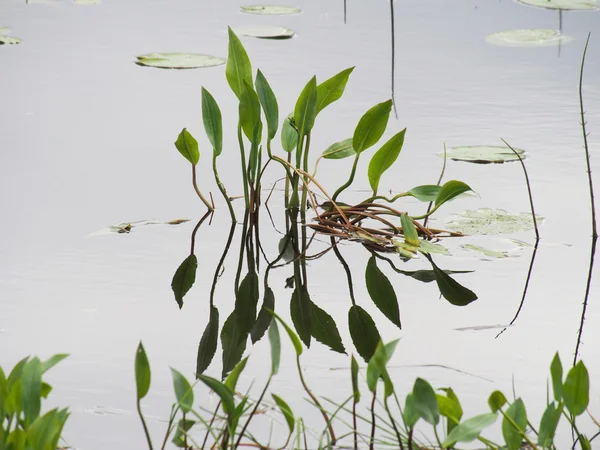 Plants in the water — Stock Photo, Image