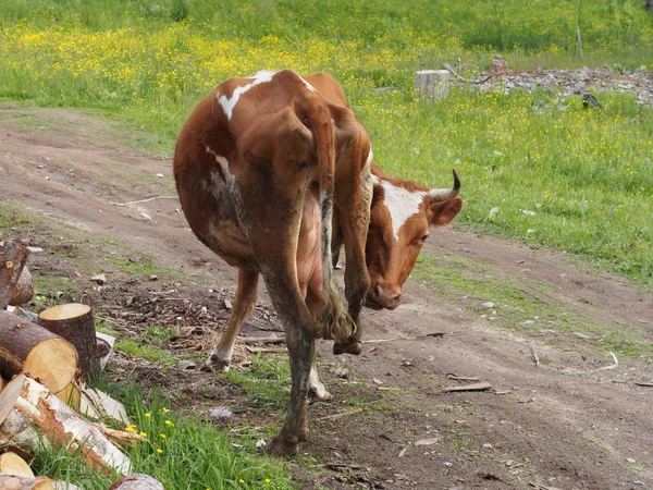 Корова в селі — стокове фото