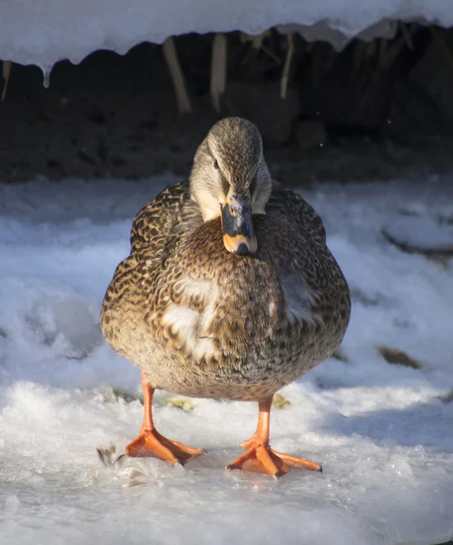 Canard sur le lac en hiver — Photo