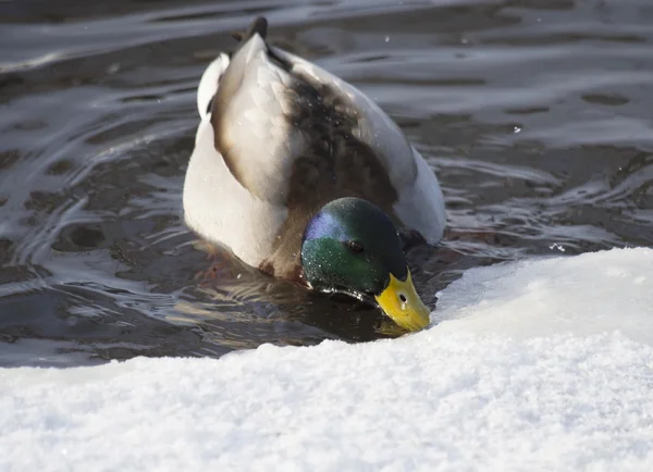 Patos no lago no inverno — Fotografia de Stock
