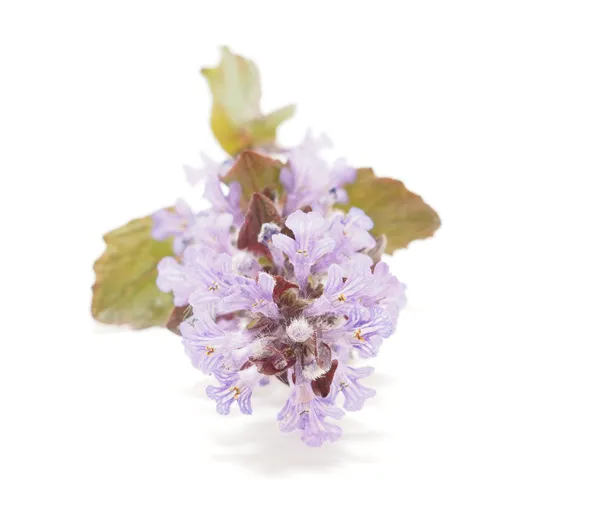 Ajuga Flor sobre fondo blanco —  Fotos de Stock