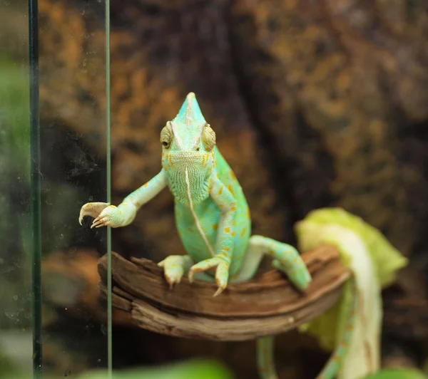 Green chameleon — Stock Photo, Image