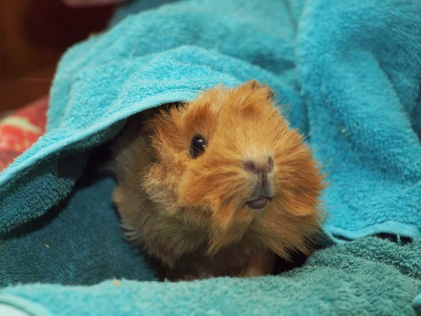 Guinea pig in a towel — Stock Photo, Image