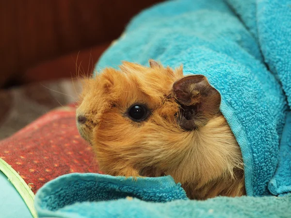 Guinea pig in a towel — Stock Photo, Image