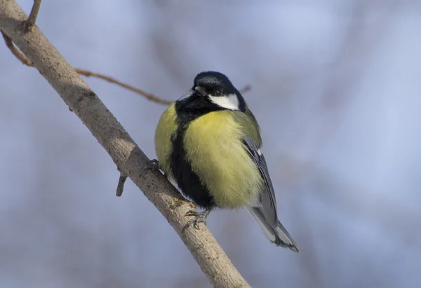 Great tit on branch (parus major) — Stock Photo, Image
