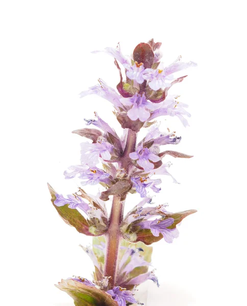 Цветок Аджуги на белом фоне — стоковое фото