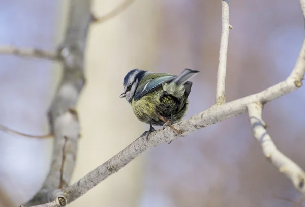 Grande tit no ramo (parus major ) — Fotografia de Stock