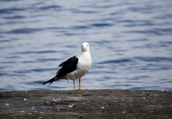 Möwe im Wasser — Stockfoto