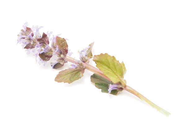 Ajuga Flor sobre um fundo branco — Fotografia de Stock