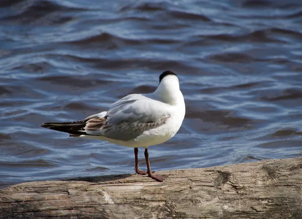 Meeuw in het water — Stockfoto