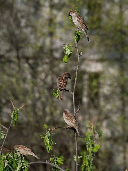 Sparrows on a branch — Stock Photo, Image