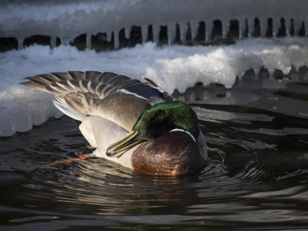 Eenden op het meer in de winter — Stockfoto