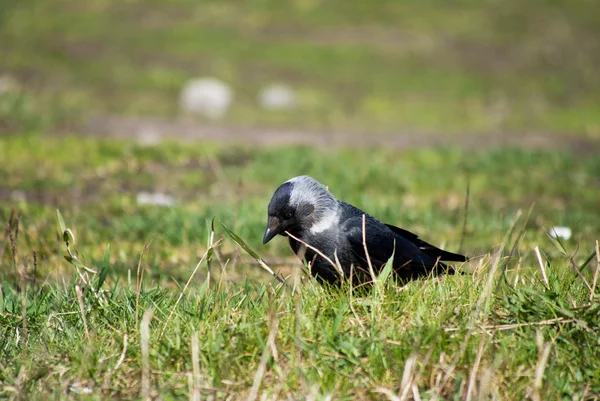 Kråka på gräset — Stockfoto