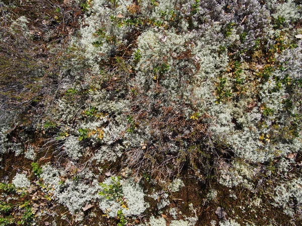 Lichen — Stock Photo, Image