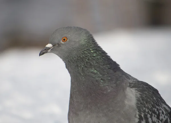 Pigeons in winter on the lake — Stock Photo, Image