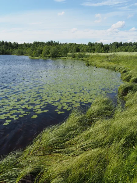 Lake in the summer — Stock Photo, Image