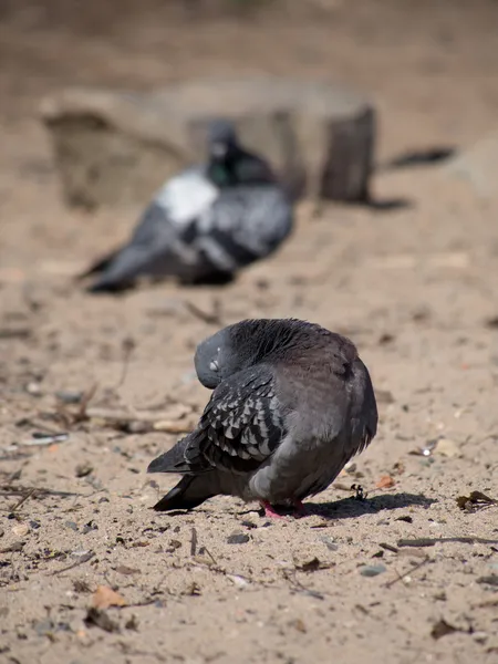 Göldeki güvercinler — Stok fotoğraf