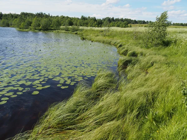 Lake in the summer — Stock Photo, Image