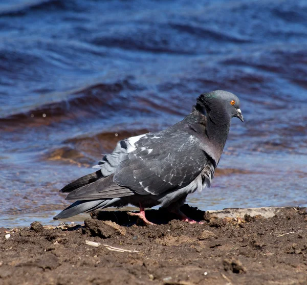 Pombos no lago — Fotografia de Stock