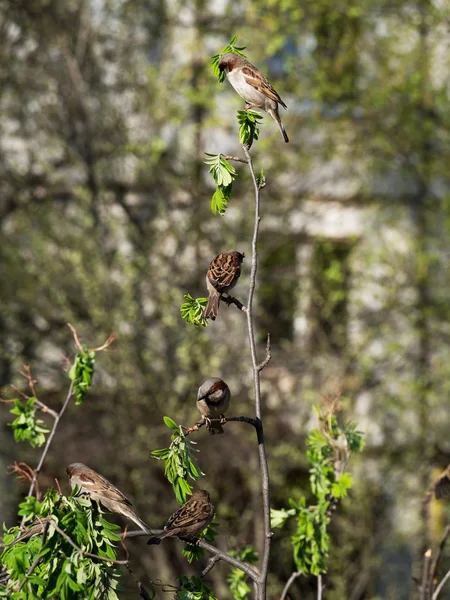 Sparrows on a branch — Stock Photo, Image