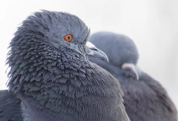 Palomas en invierno en el lago — Foto de Stock