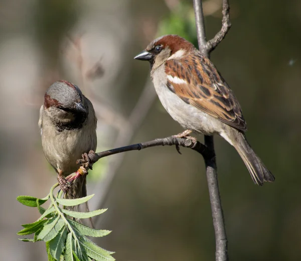 Burung pipit pada cabang — Stok Foto