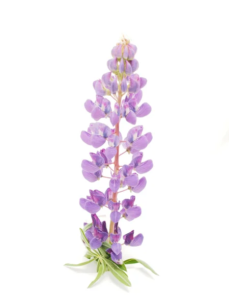 Lupine flower on a white background — Stock Photo, Image