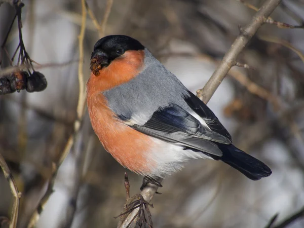 Bullfinch on branch — Stock Photo, Image